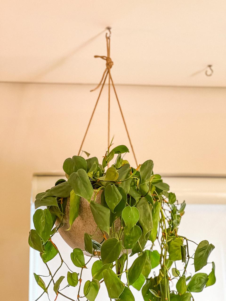 Vaso Pendente com Jibóia Cascata | Plantas Bel Fiore - Bel Fiore Gifts