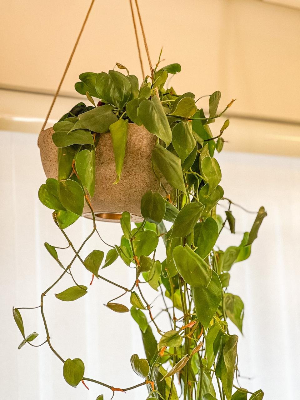 Vaso Pendente com Jibóia Cascata | Plantas Bel Fiore - Bel Fiore Gifts