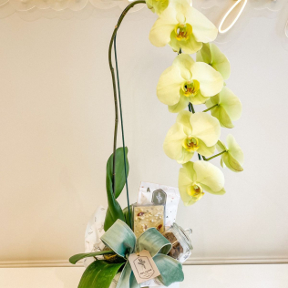 Orquídea Cascata 1 Haste