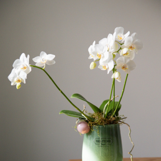 Vaso com Orquídeas Naturais Phaleanopsis