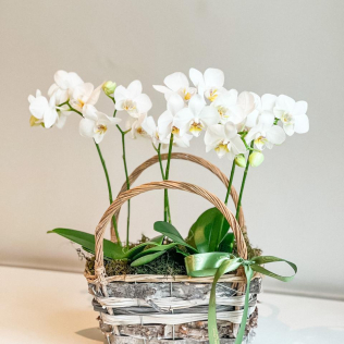 Cesto de Vime com Orquídea Phaleanopsis