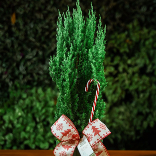 Lata Verde Musgo P com Tuia e decoração Natalina