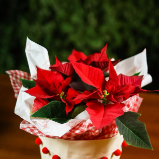 Poinsetia no cachepo tecido com pompom