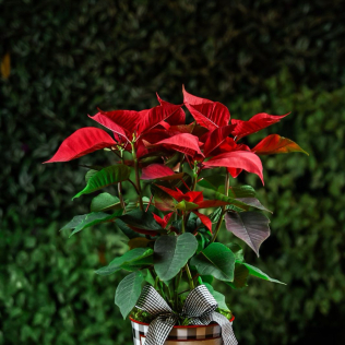 Cachepô Joy com Poinsétia