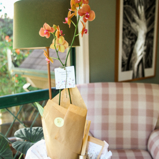 Box para Cultivar Orquídea 2  