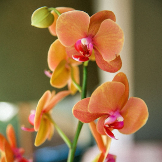 Orquidea Especial Mônaco