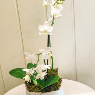 Vaso tulipa de porcelana floral