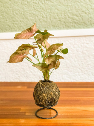 Kokedama 