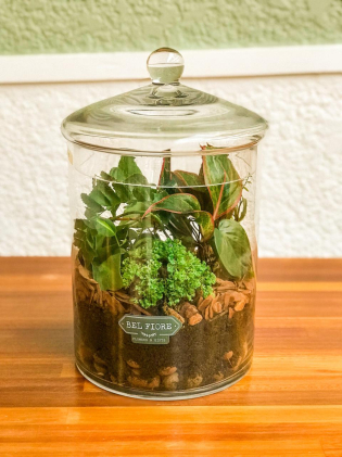 Terrario de vidro M com mix de  plantas