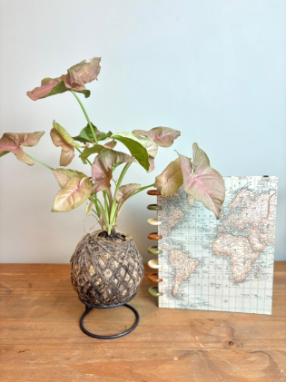 Kokedama+ Álbum