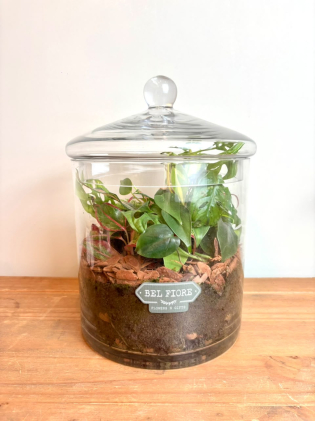 Terrário P