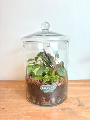 Terrário M