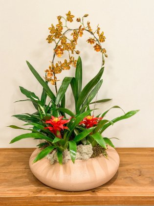 Vaso Ornamental Madagascar