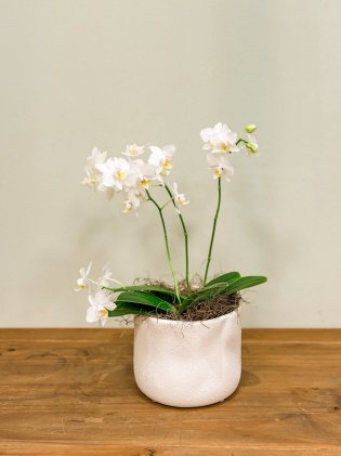 Vaso Orgânico com Orquídea P