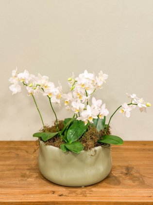Centro de Mesa Orgânico Pistache com Orquídea