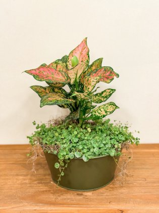 Cachepot com Aglaonema 