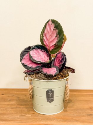 Vaso com Maranta Pavão