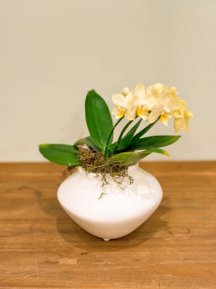 Mini Orquídea